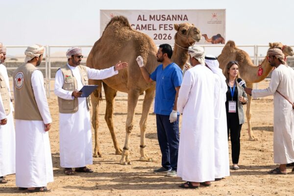 Image for: Camel Beauty Contest Rocked By Botox Scandal; Twenty Competitors Disqualified For Artificially Enhanced Humps And 'Poutier Lips'
