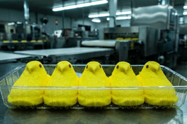 Image for: EXCLUSIVE: Inside The Cruel World Of Factory-Farmed Peeps, Where Chicks Are Crammed Five To A Tray With No Room To Develop Their Sugar Coating