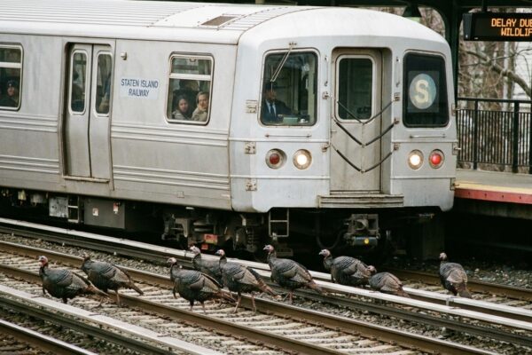 Image for: Wild Turkeys Shut Down Staten Island Rail Twice In Under Two Hours, Apparently Had Somewhere To Be
